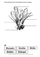 Krokus-Bezeichnungen.pdf